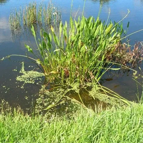 thumbnail for publication: Florida-Friendly Plants for Stormwater Pond Shorelines